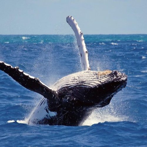 Whale Watching in Sri Lanka